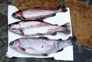 Fresh Rainbow Trout
